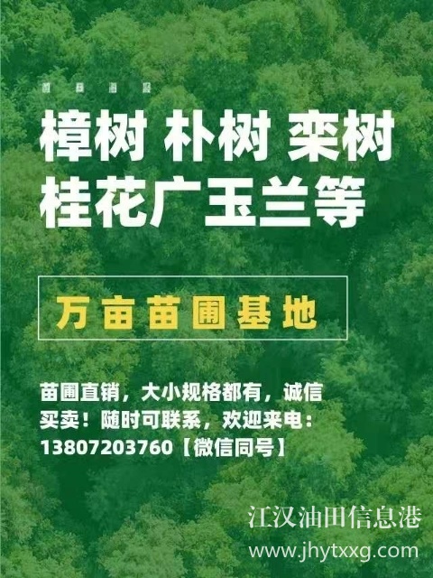 【出售香樟樸樹欒樹桂花廣玉蘭等】