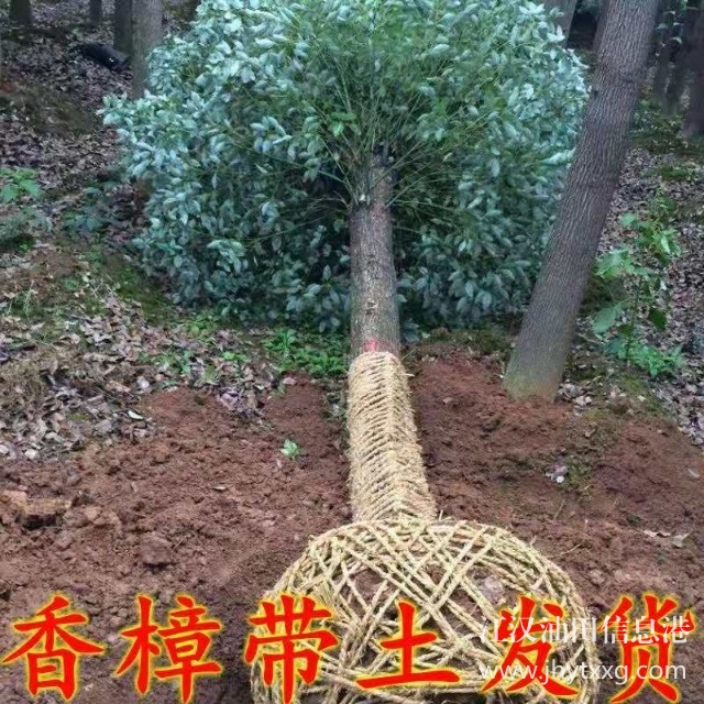 【出售香樟樸樹欒樹桂花廣玉蘭等】